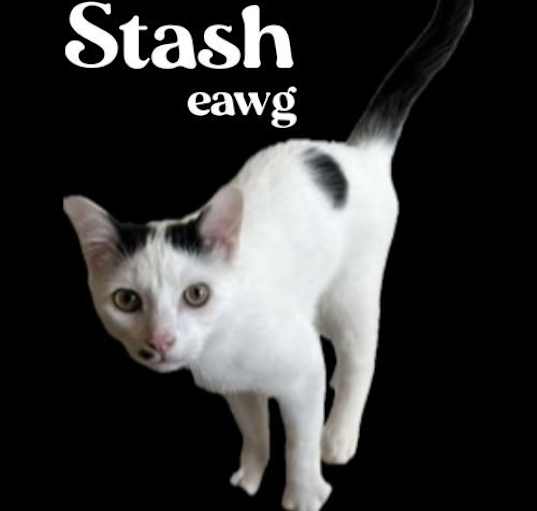 Photo of Stash