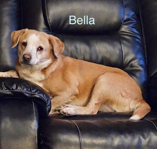 Photo of Bella - COURTESY POST