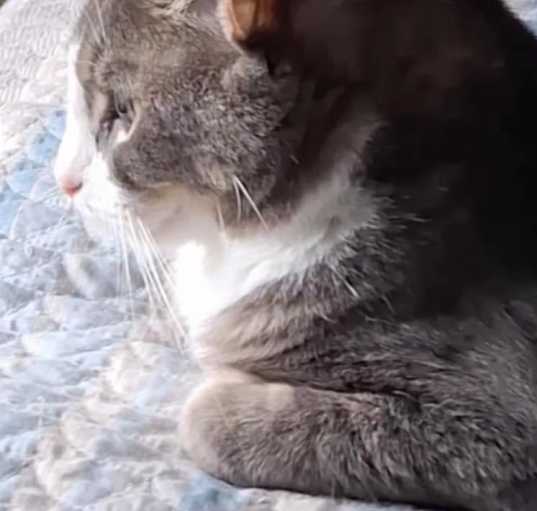 Photo of Tiger