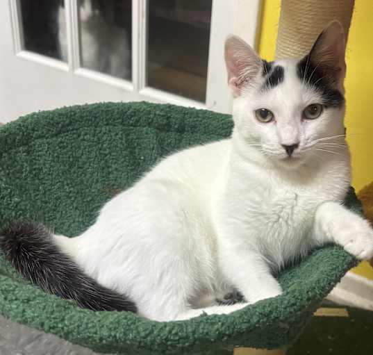 Photo of Teacup