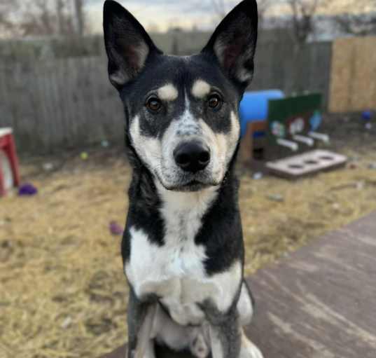 Photo of Bear