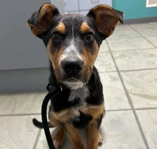 Photo of Rambo