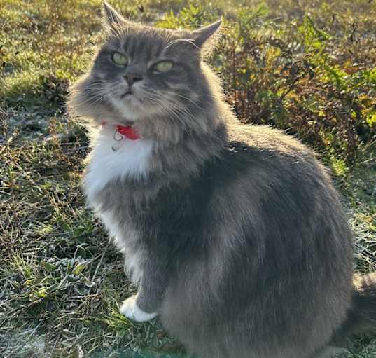 Photo of Bella