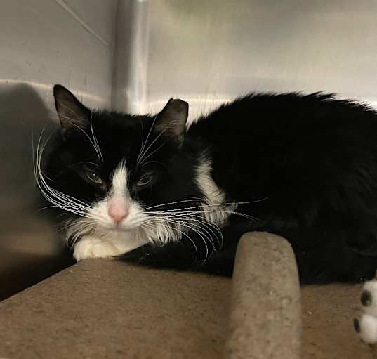 Photo of Domino