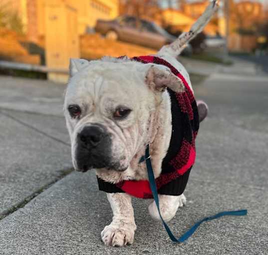 Photo of Lucky