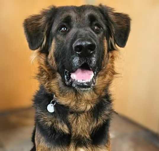 Photo of Tucker