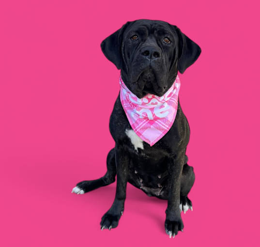 Photo of Carmella-ADOPT Me!