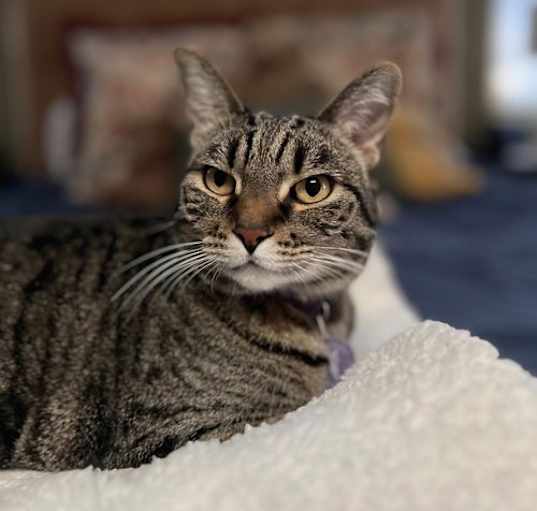 Photo of Arwen (Courtesy Post)
