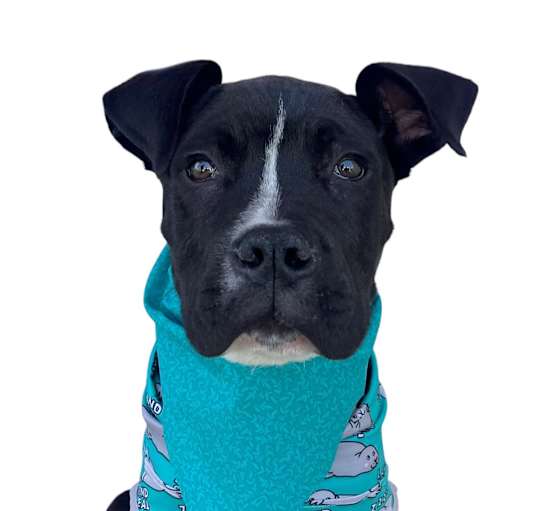 Photo of Moose-ADOPT Me!