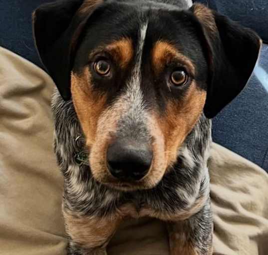 Photo of Indy  **Located in Blacksburg, VA