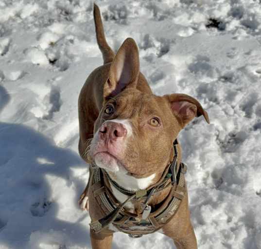 Photo of Chase