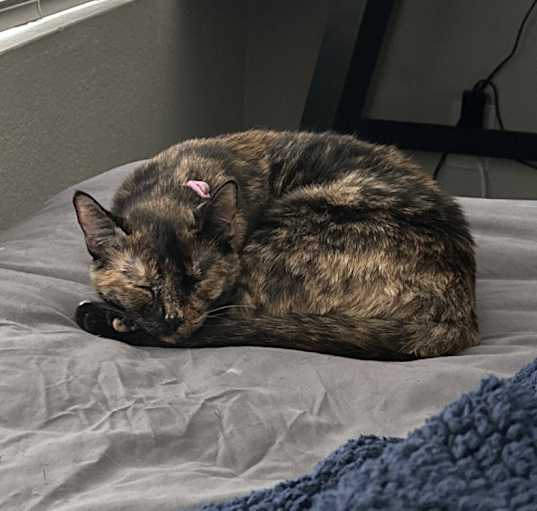 Photo of Lillie