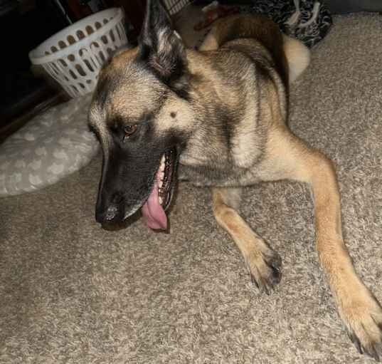 Photo of Luna