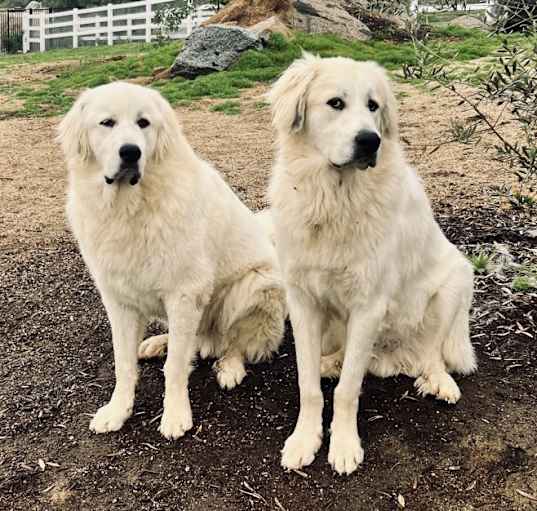 Photo of Trooper & Huckleberry