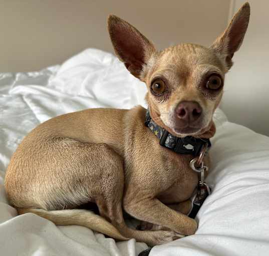 Photo of Sausage