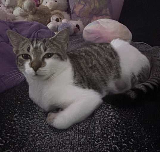 Photo of Kiwi