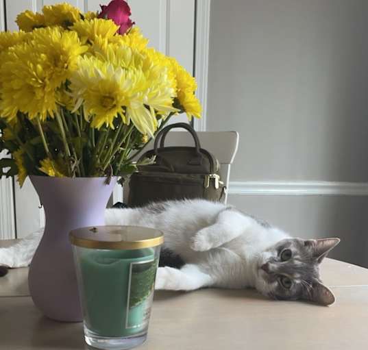 Photo of Binx