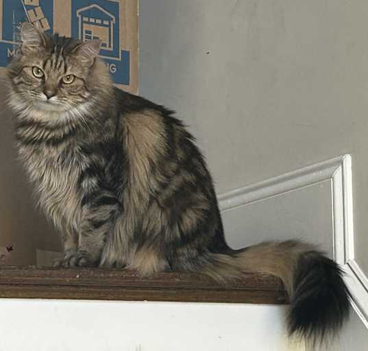 Photo of Chewie