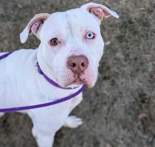 Photo of Roscoe