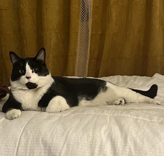 Photo of Ziggy