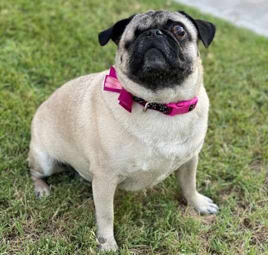 Photo of Uno