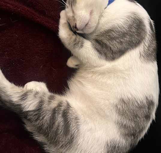 Photo of Kiwi