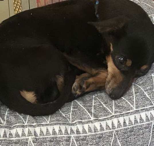 Photo of Pepper