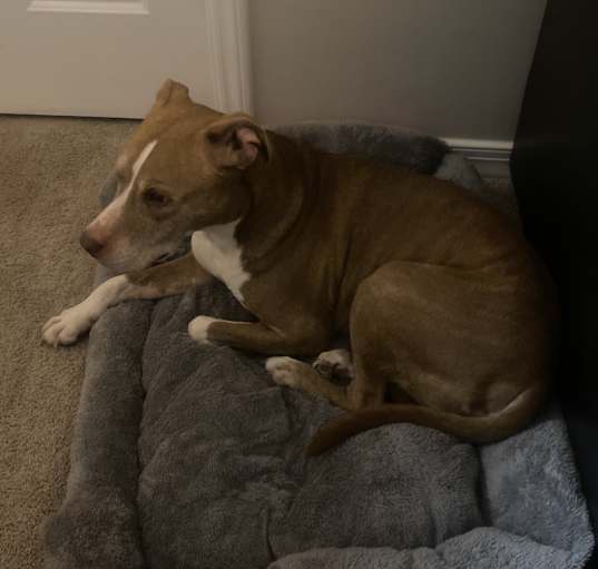 Photo of Coco
