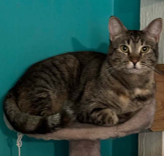 Photo of Snickers