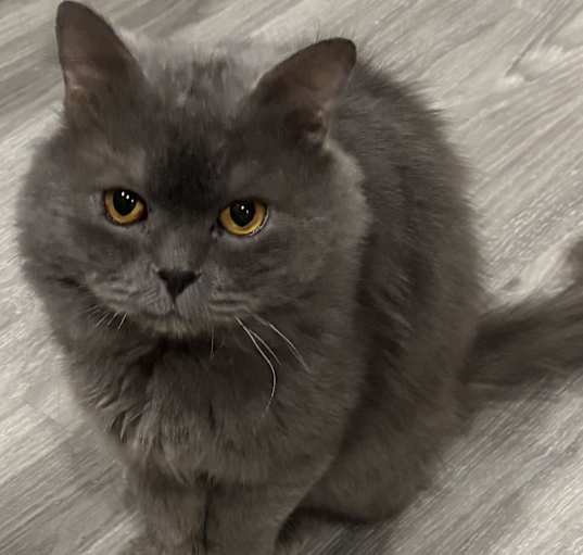 Photo of Jerry (Persian)
