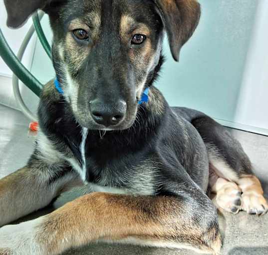 Photo of Duke