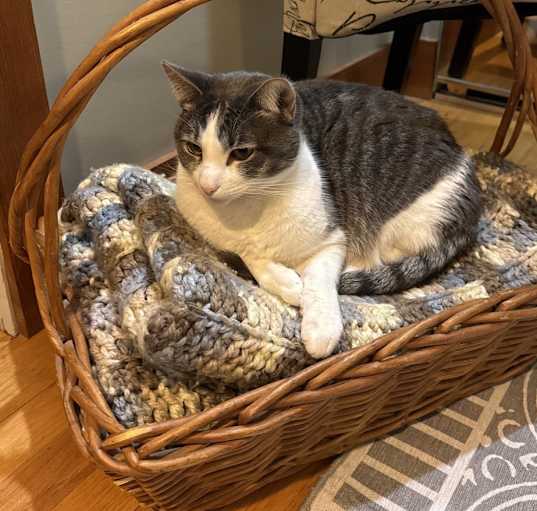 Photo of Bella