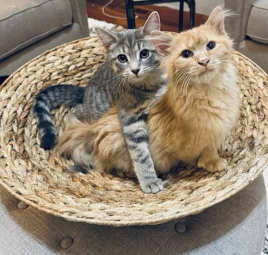Photo of Phoenix & Fawn