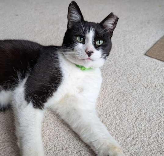 Photo of Apollo