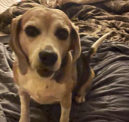 Photo of Dixie