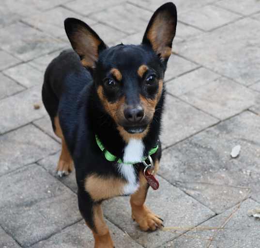 Photo of Dax