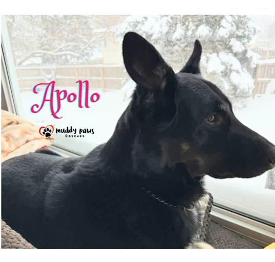 Photo of Apollo (Courtesy Post)