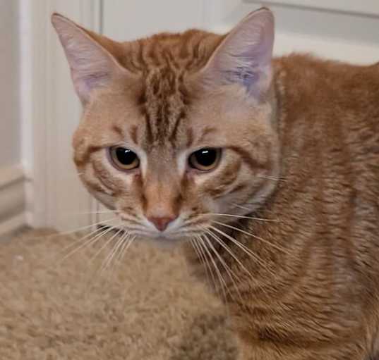 Photo of Mango 0775