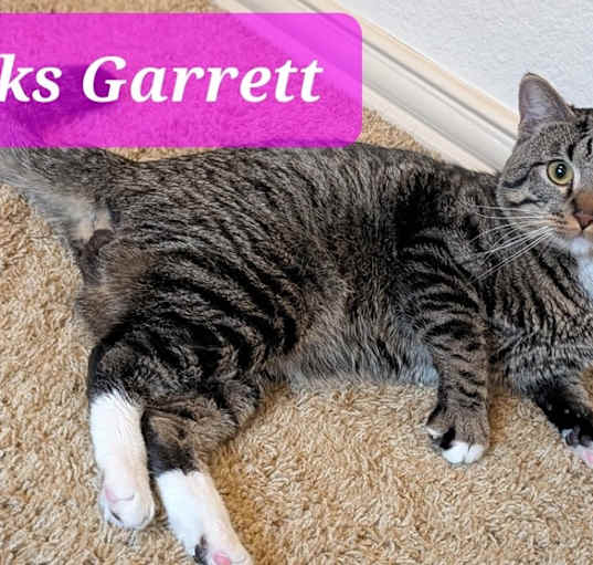 Photo of Socks 0780