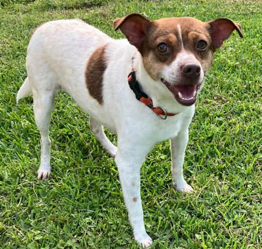 Photo of Archie