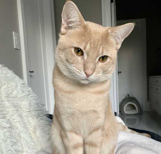 Photo of Captain