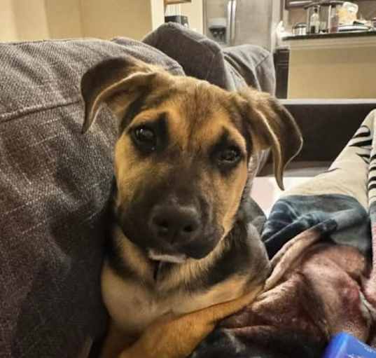 Photo of Scout
