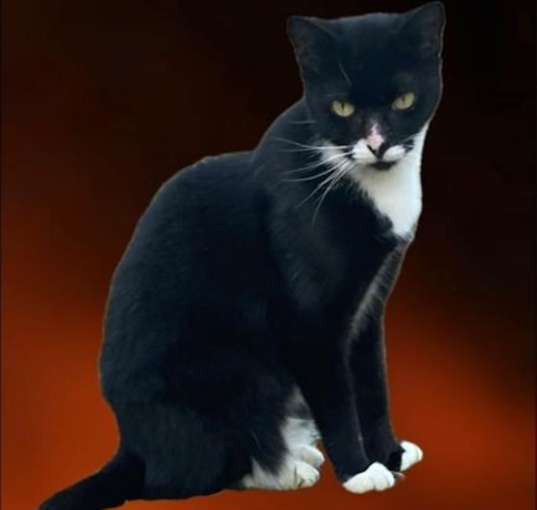 Photo of Rizzo - Petsmart Plantation Foster Home