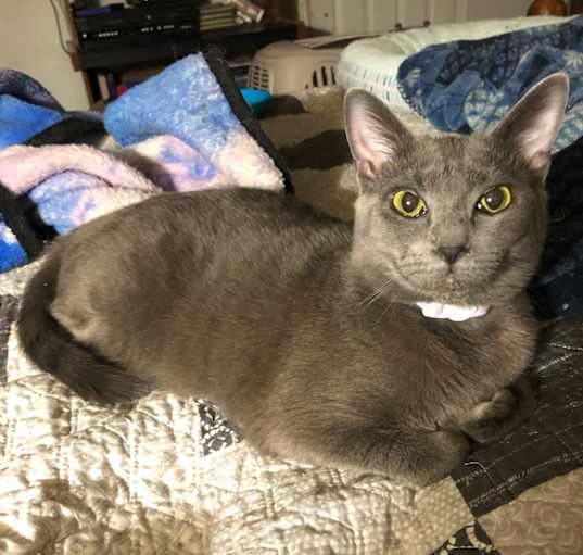 Photo of Misty
