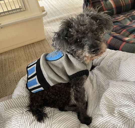 Photo of Skippy