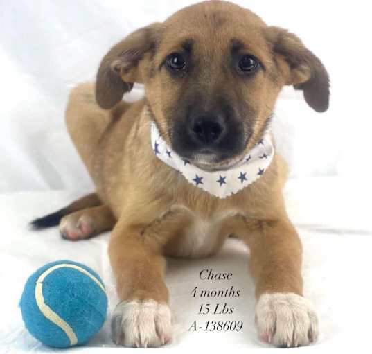 Photo of Chase