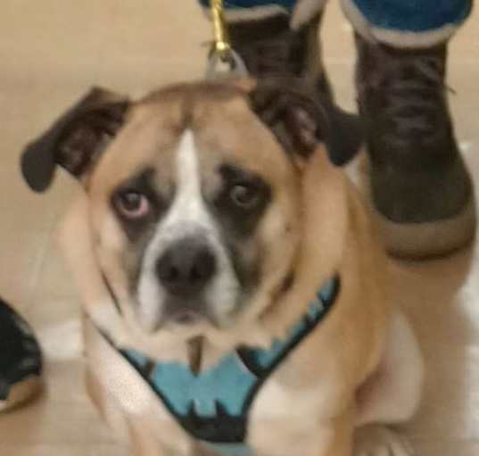 Photo of Cooper