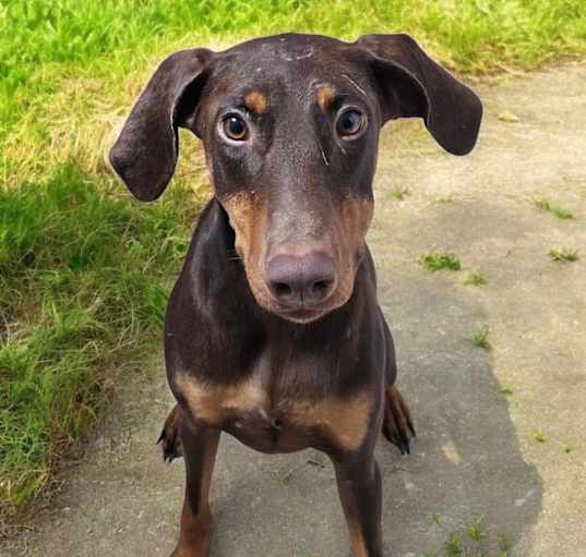 Photo of Beretta
