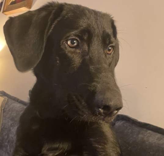 Photo of Bentley