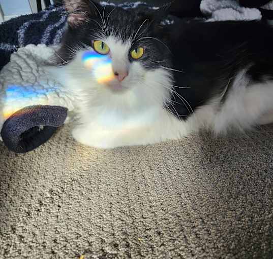 Photo of Luna